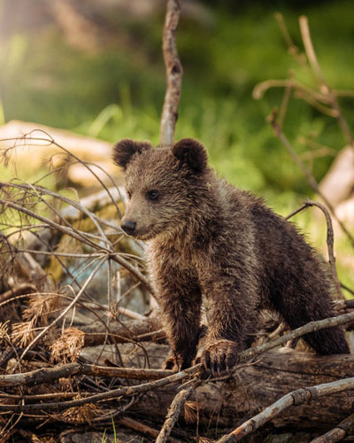 brown-bear-cub.jpg